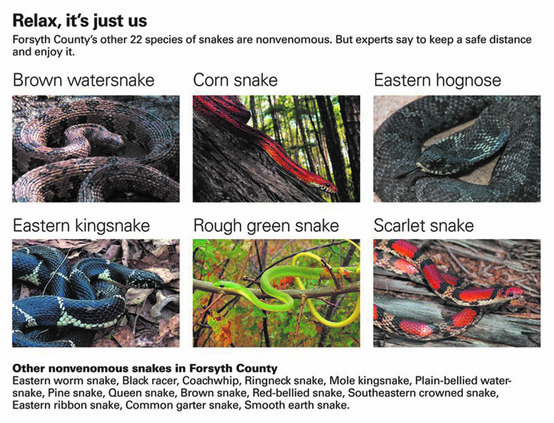 Nonvenomous snakes