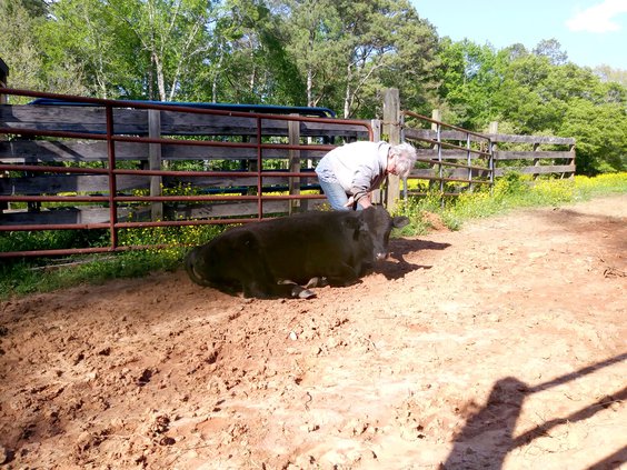bull