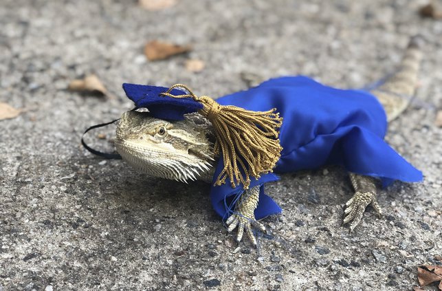 bearded dragon