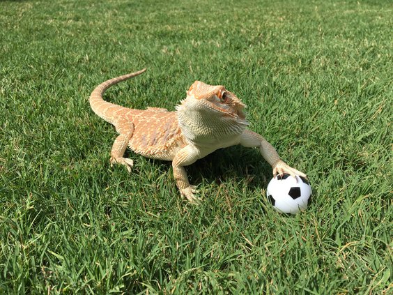 bearded dragon