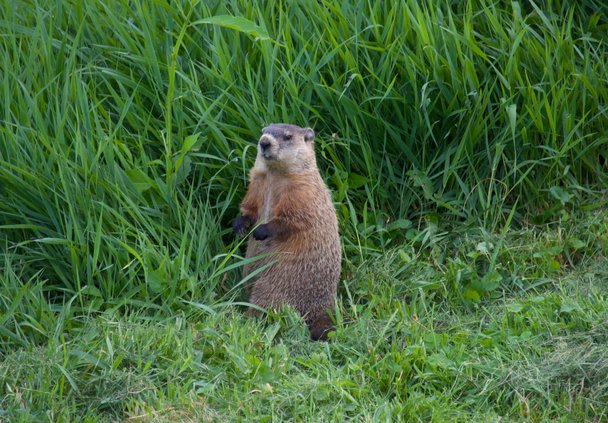 Groundhog