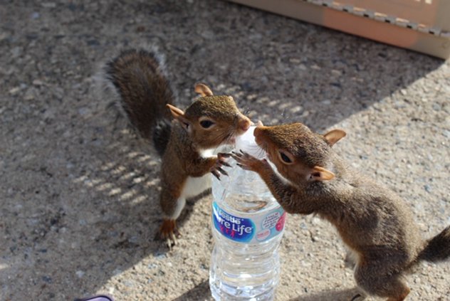 squirrels