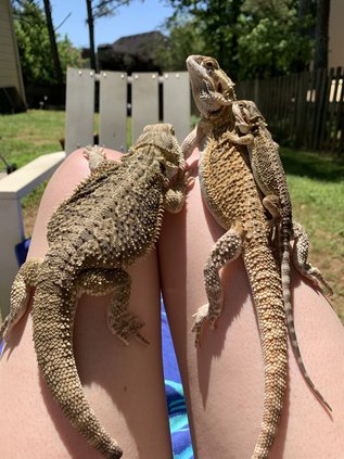 bearded dragon