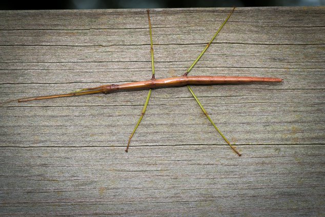 Northern Walkingstick