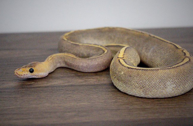 Champagne Yellowbelly Ball Python
