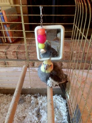 grey cockatiel
