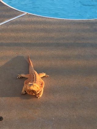 bearded dragon