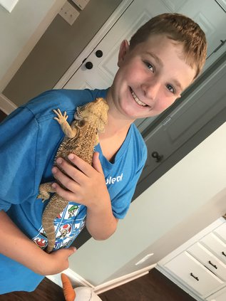 bearded dragon