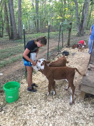 cow
